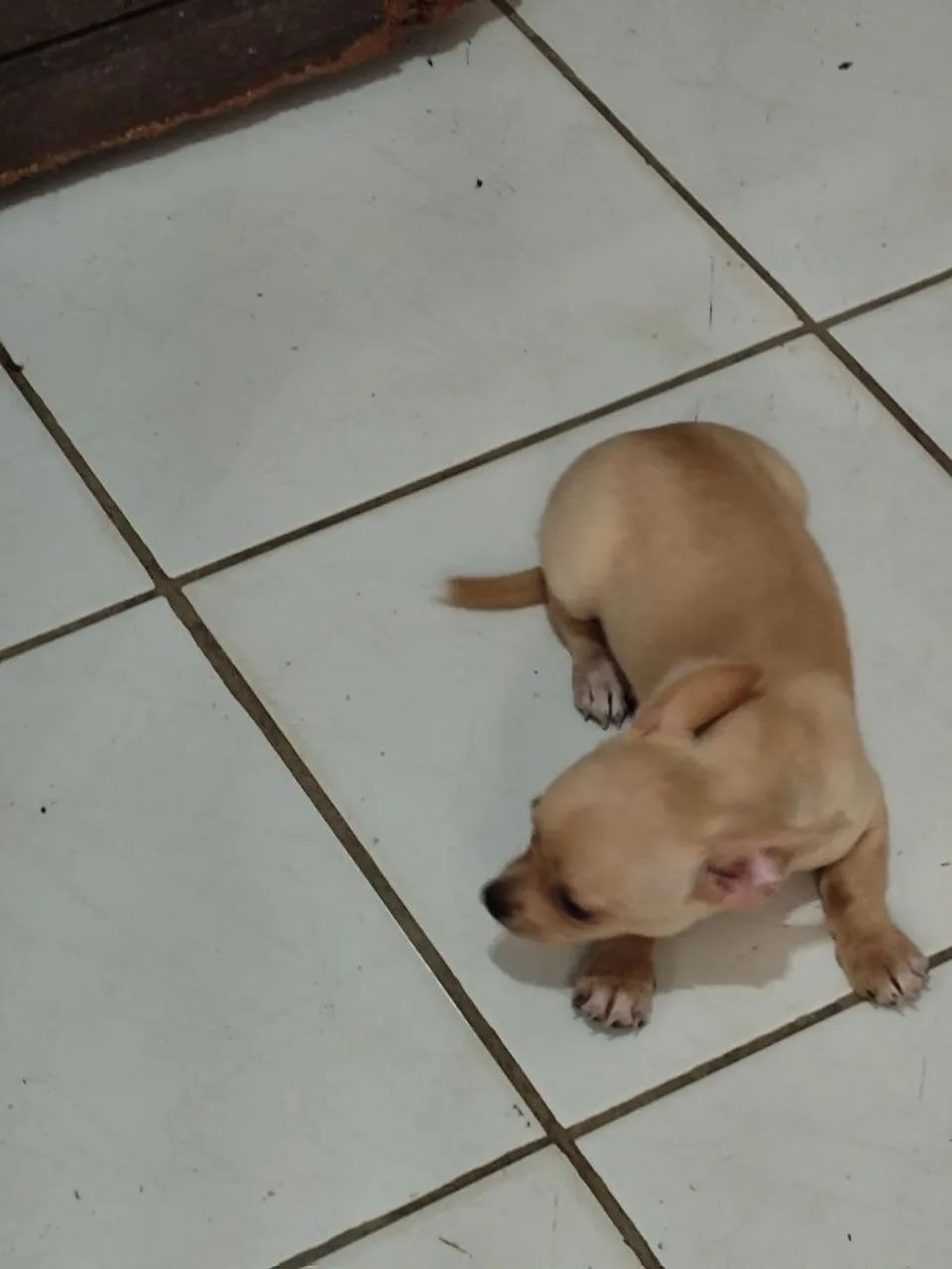 Animais de extinção 