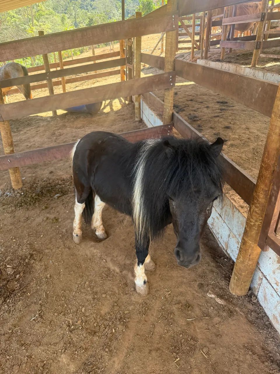 Vendo Mini-Poney garanhão 