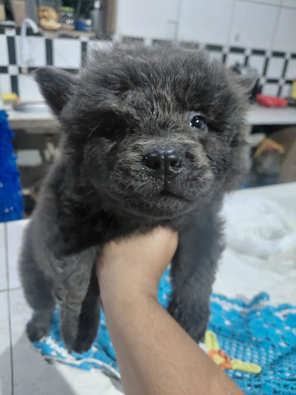 Cachorro  - Foto 2