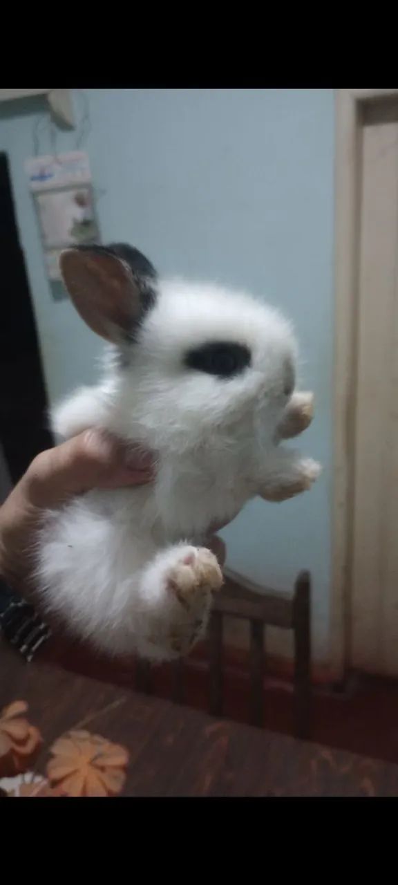 Vendo coelhos! Passo cartão! - Foto 2