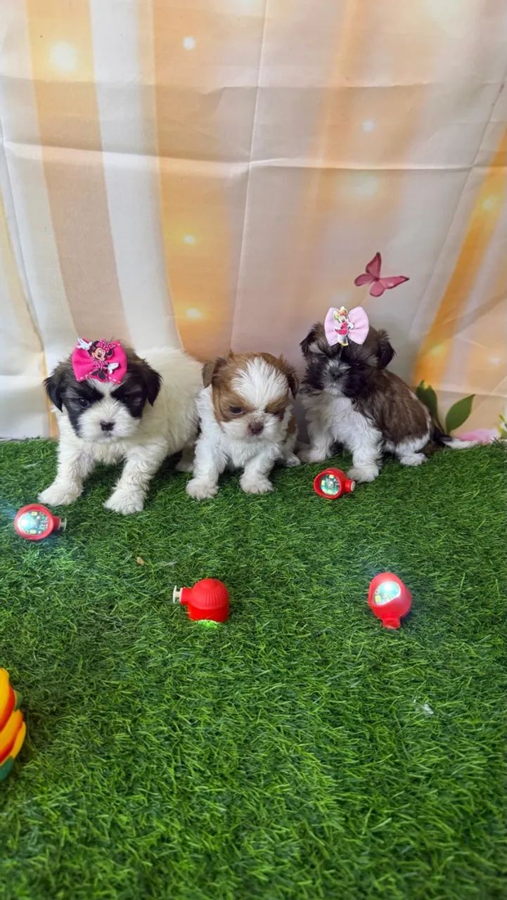 Shitzu mini  - Foto 4