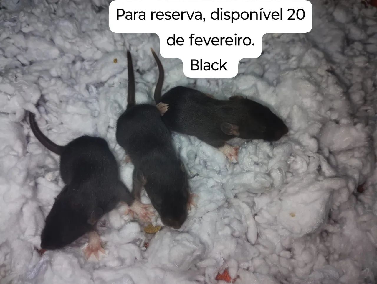 Ratos Twister para pet  - Foto 4