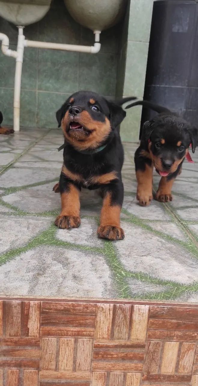 Filhotes de Rottweiler - Foto 3