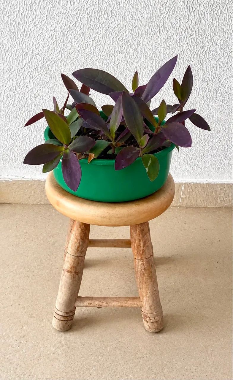 Vendo Plantas Pendentes 2  - Foto 5
