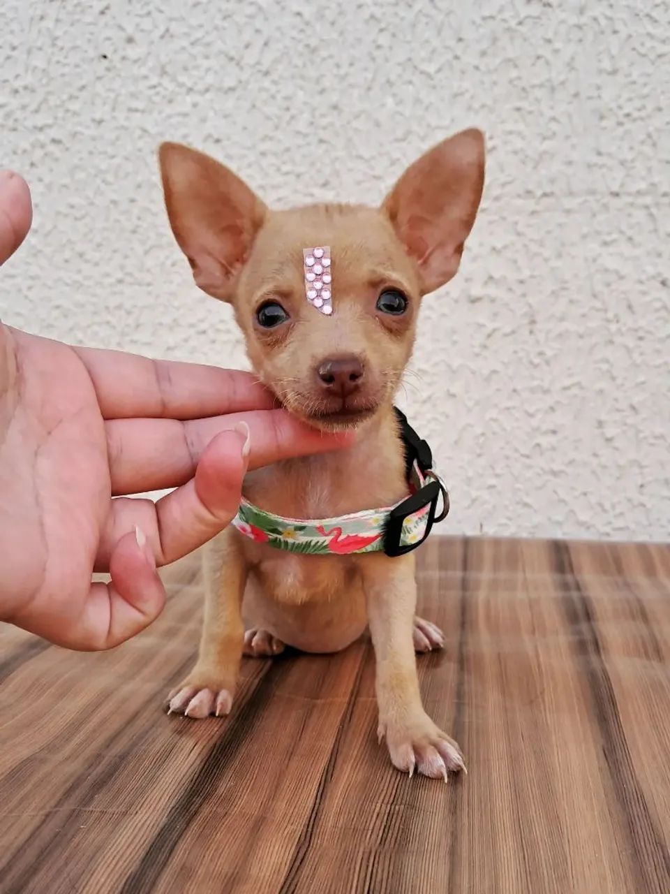 Pinscher n°0 - Foto 5