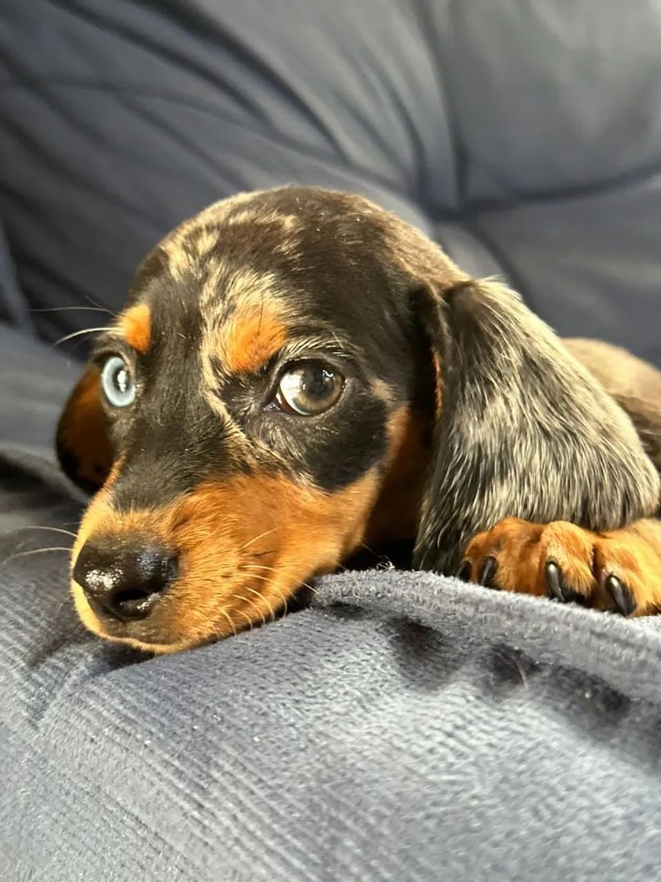 Bassê alerquin  - Foto 2