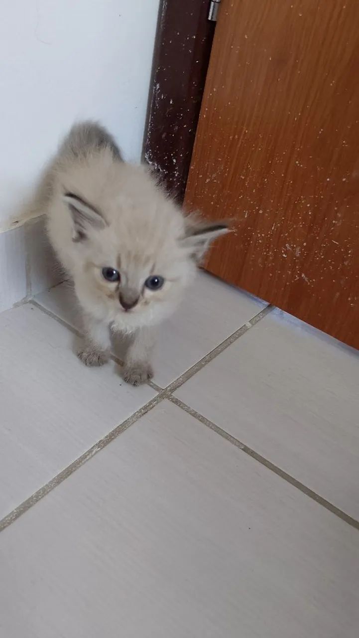 Gatinhos para adoção 2 machos e 2 fêmeas - Foto 4
