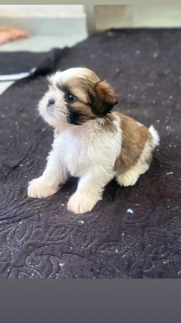 Shihtzu