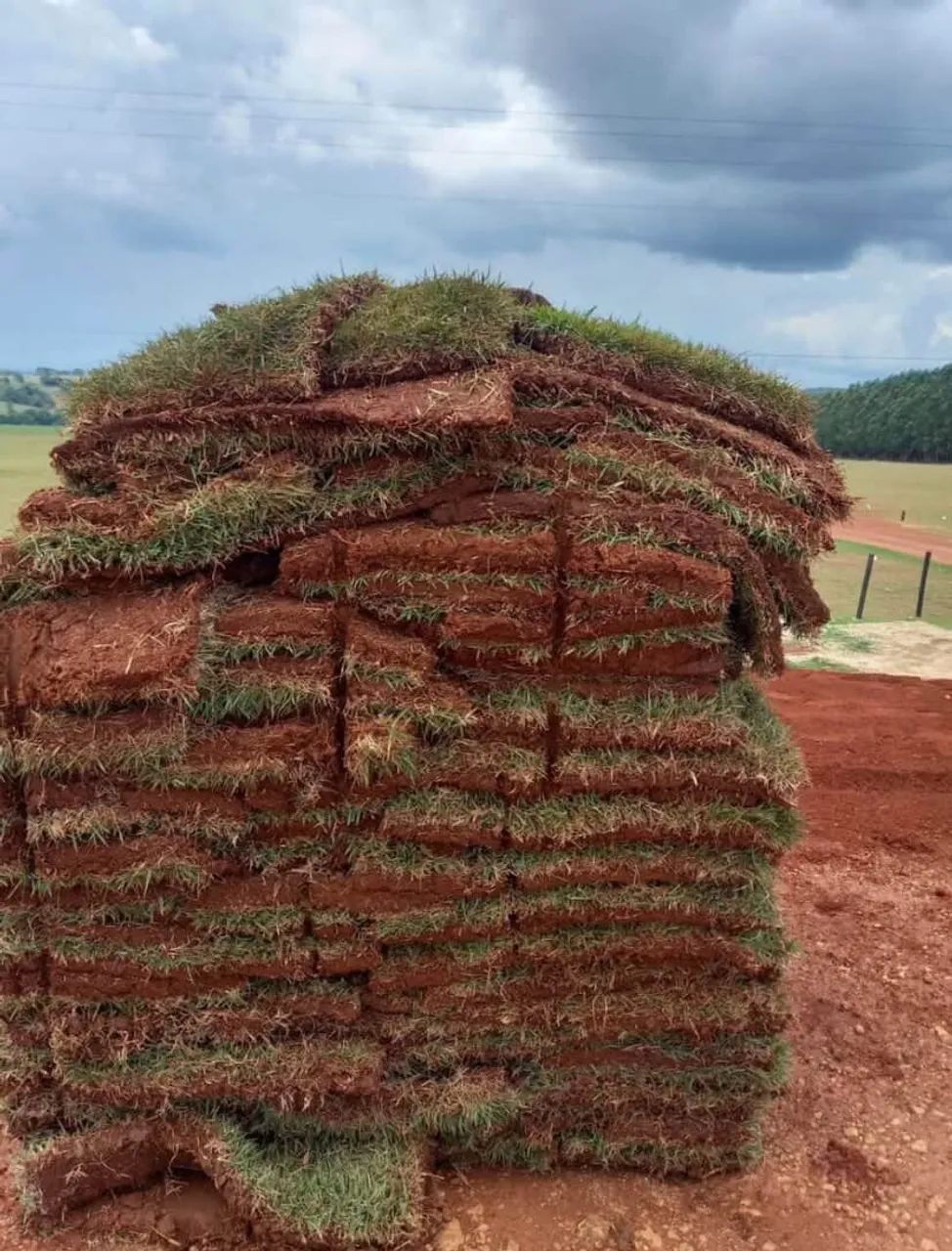 Grama de qualidade  - Foto 4