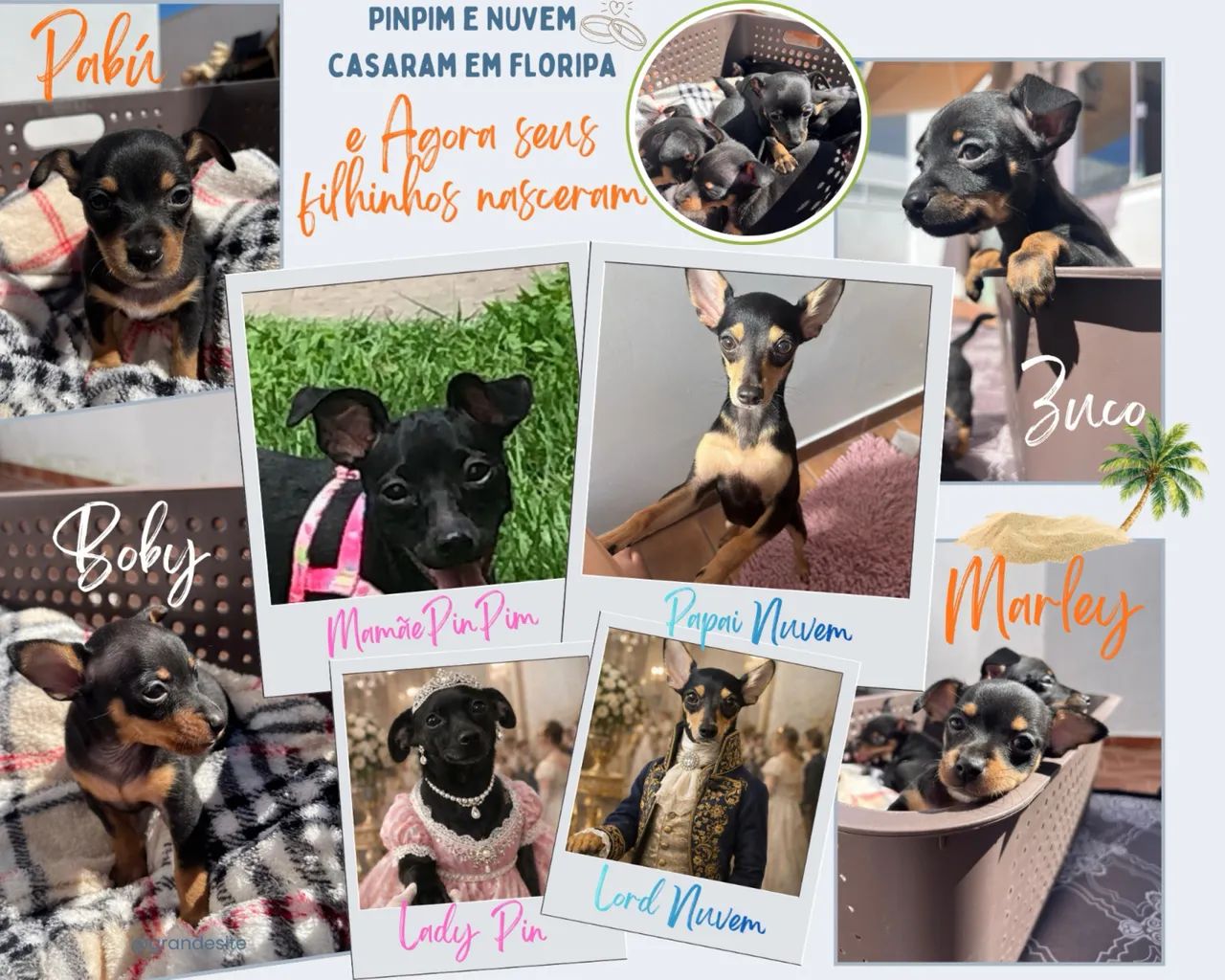 Filhotes de Pinscher á venda  - Foto 4