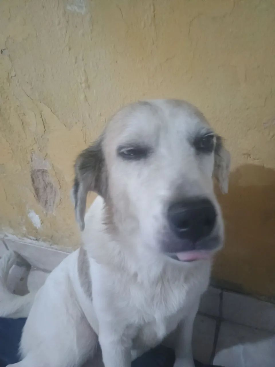 Cadela muito manssa castrada  - Foto 2