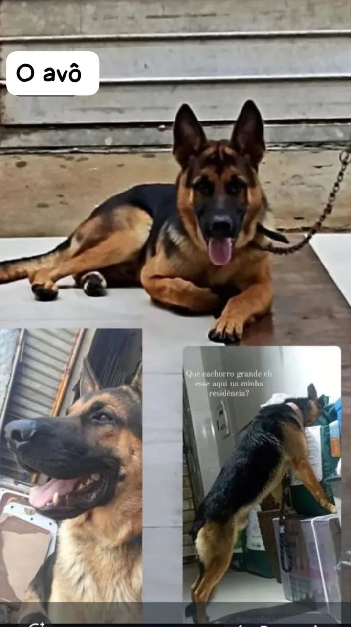  Cachorro Pastor Alemão Capa Preta - Foto 4
