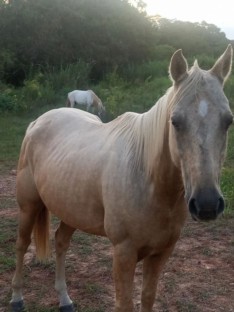 Cavalo palomino de 6 anos 