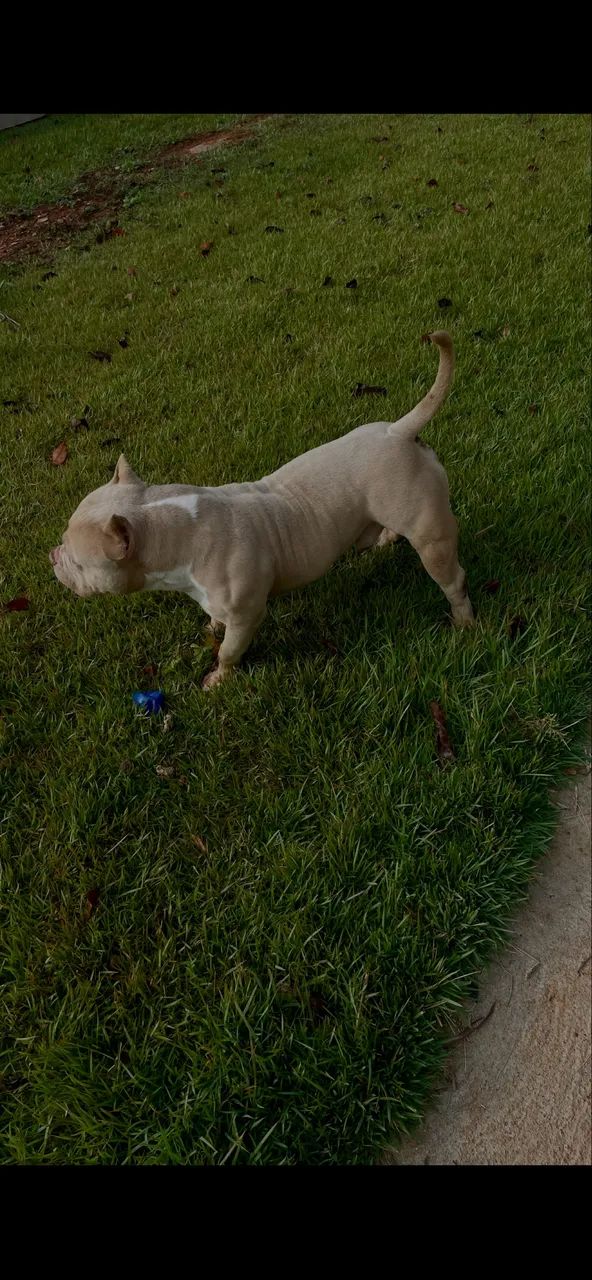 American Bully 