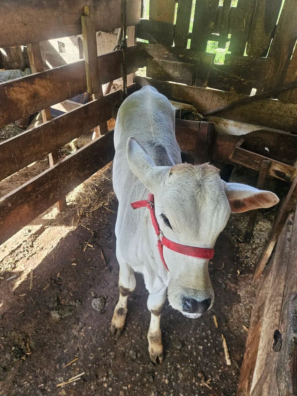 Vaca nolere com a bezerra junto  - Foto 3