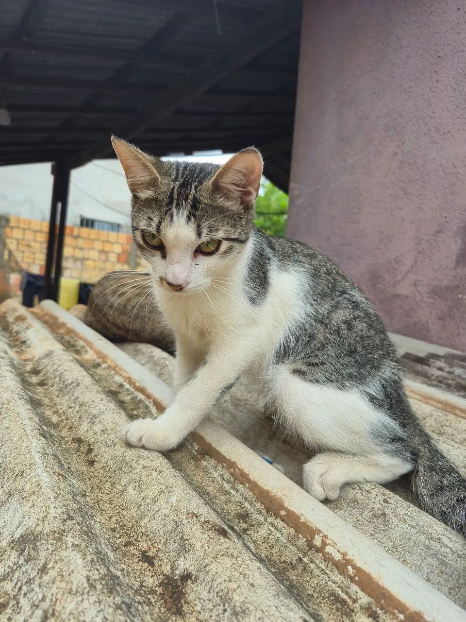 Gata para adoção  - Foto 4