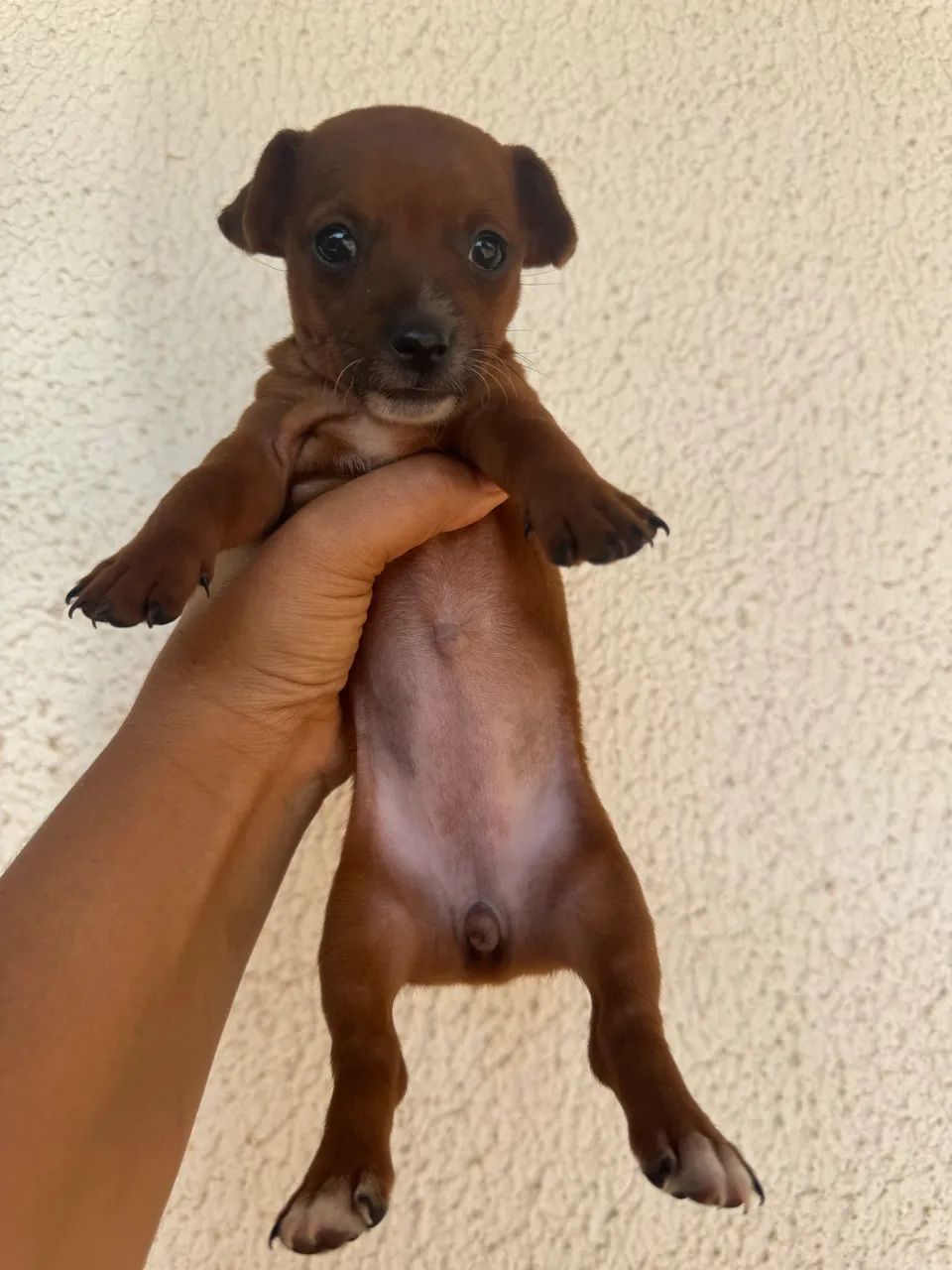 Filhotes de Pinscher  - Foto 2
