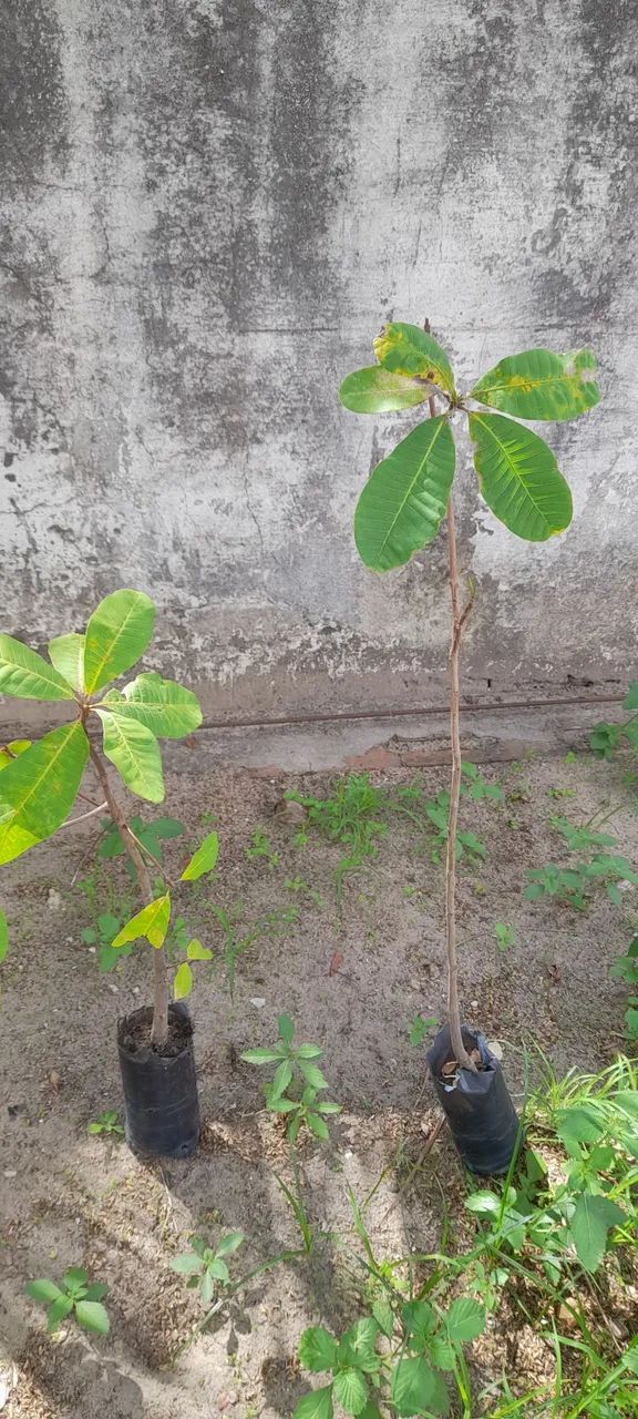 Vende-se mudas frutíferas 