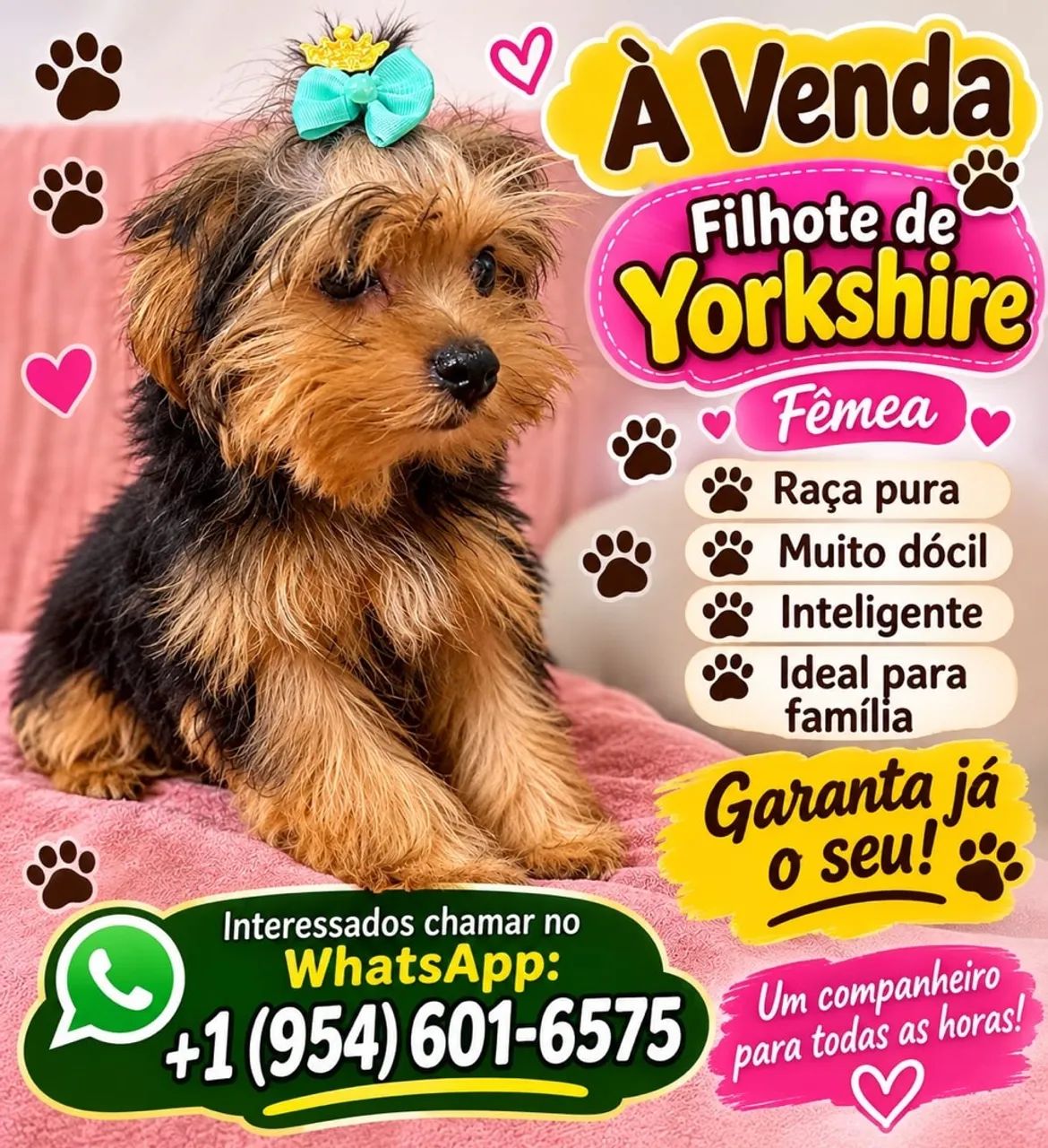 Yorkshire Terrier 