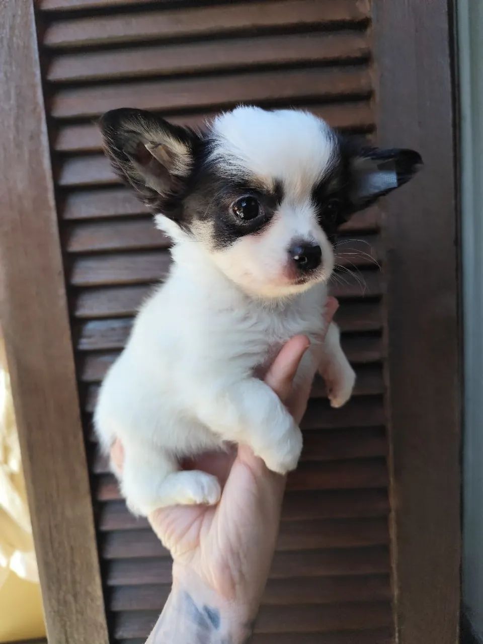 Chihuahua de pêlo longo  - Foto 3