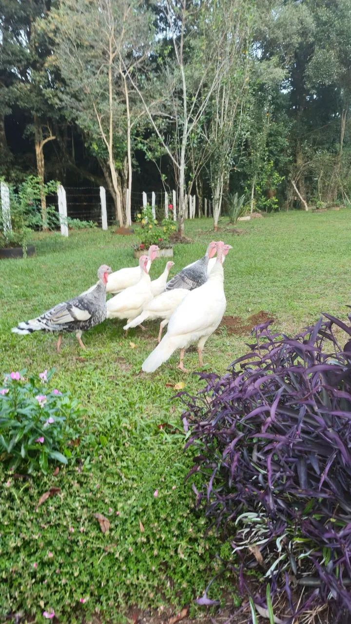 Perus Pretos e Brancos - R$150 | Turvo PR - Foto 3