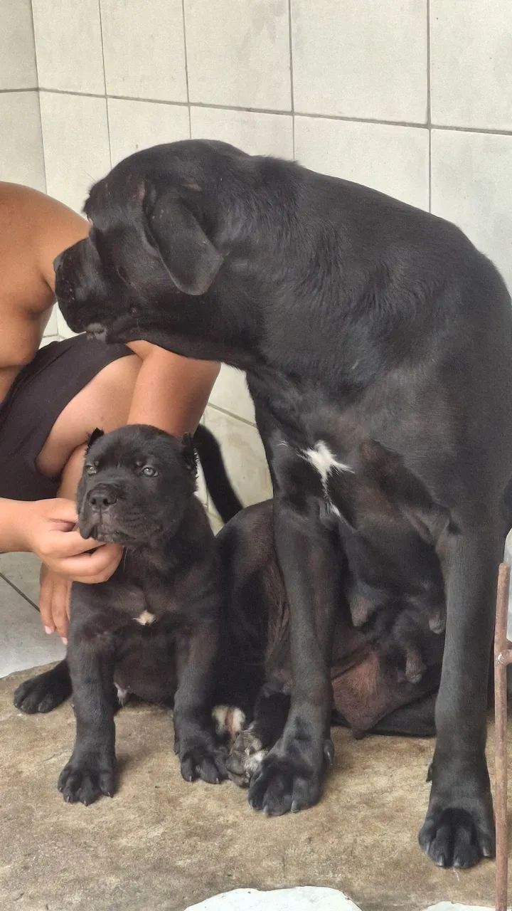 Cane corso - Foto 3