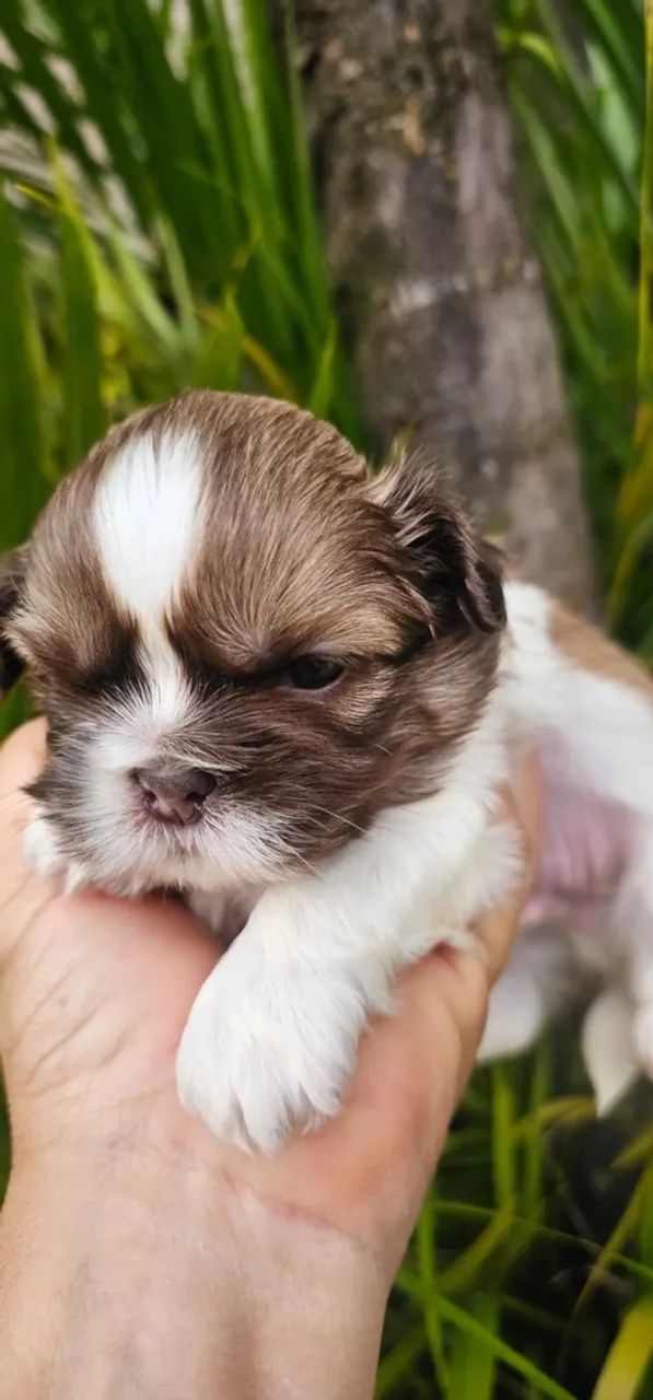 Shihtzu macho  - Foto 3