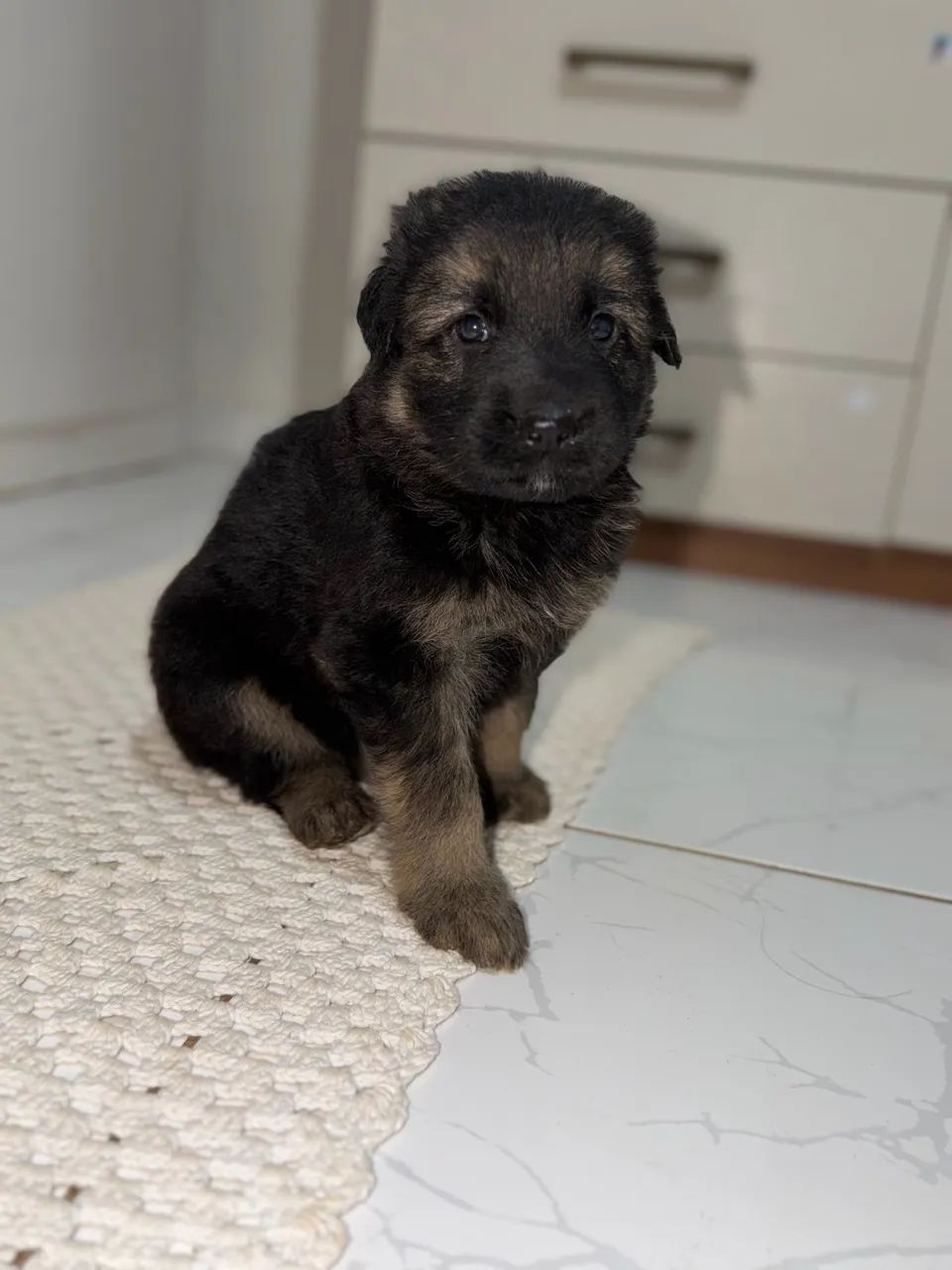 Cachorro  - Foto 3