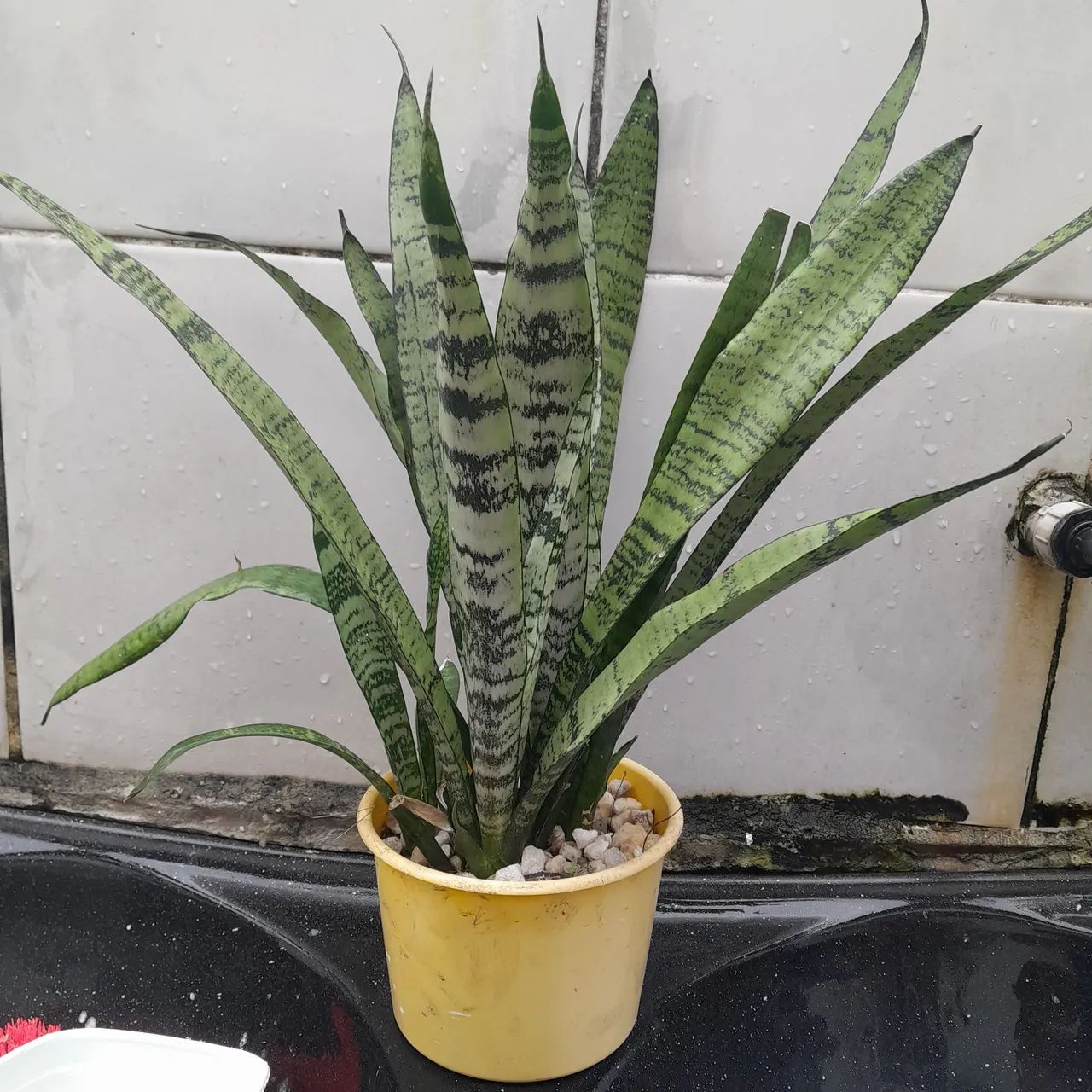 Planta com jarro  espada de São jorge 
