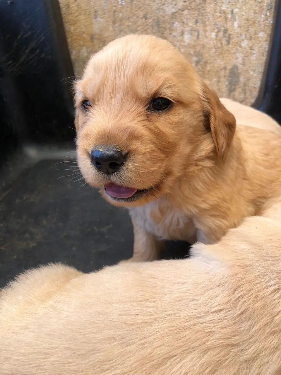 Golden Retriever  - Foto 4