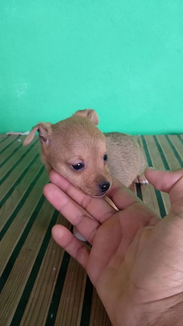Filhotes de pinscher - Foto 4