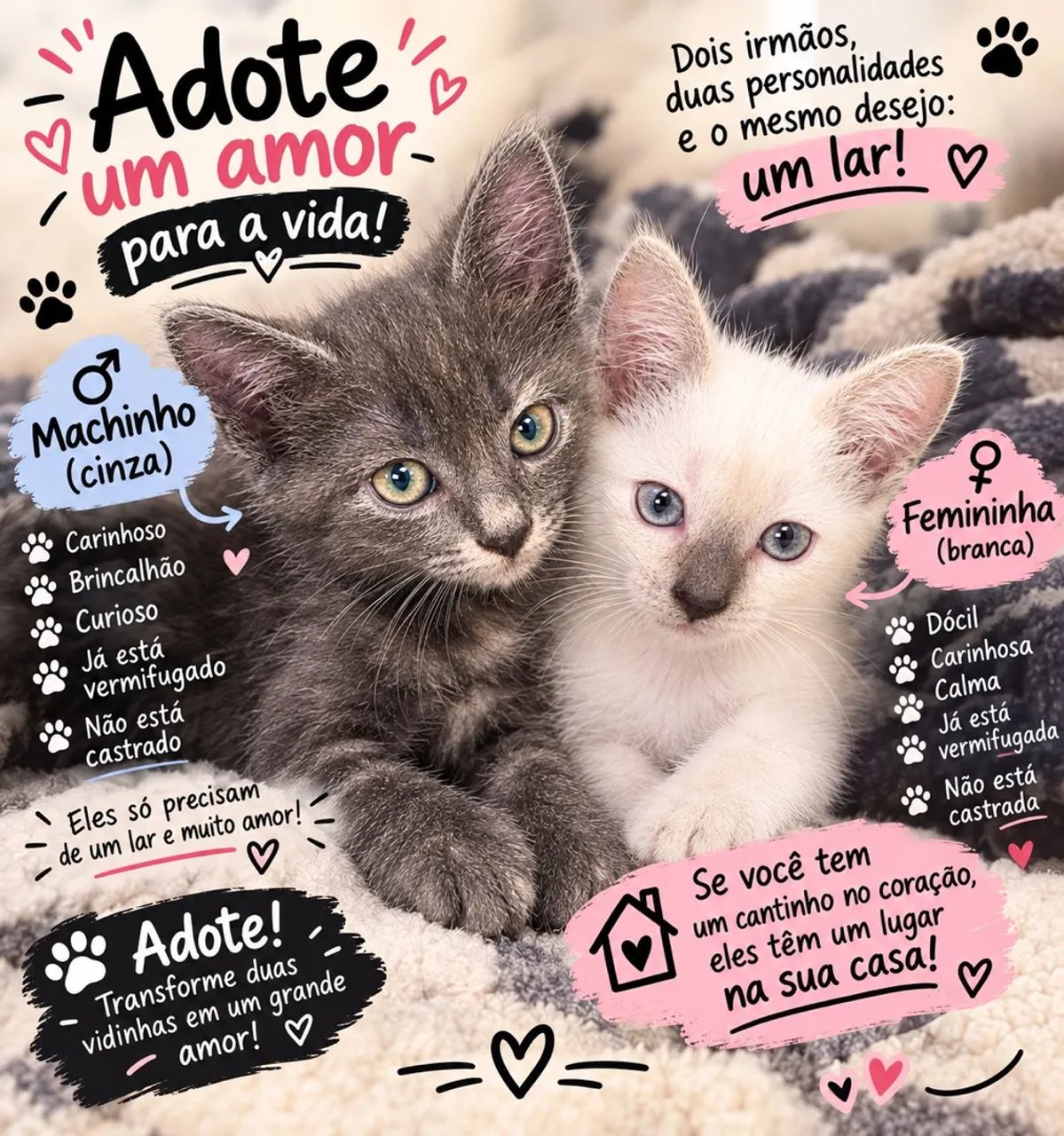 Gatos 