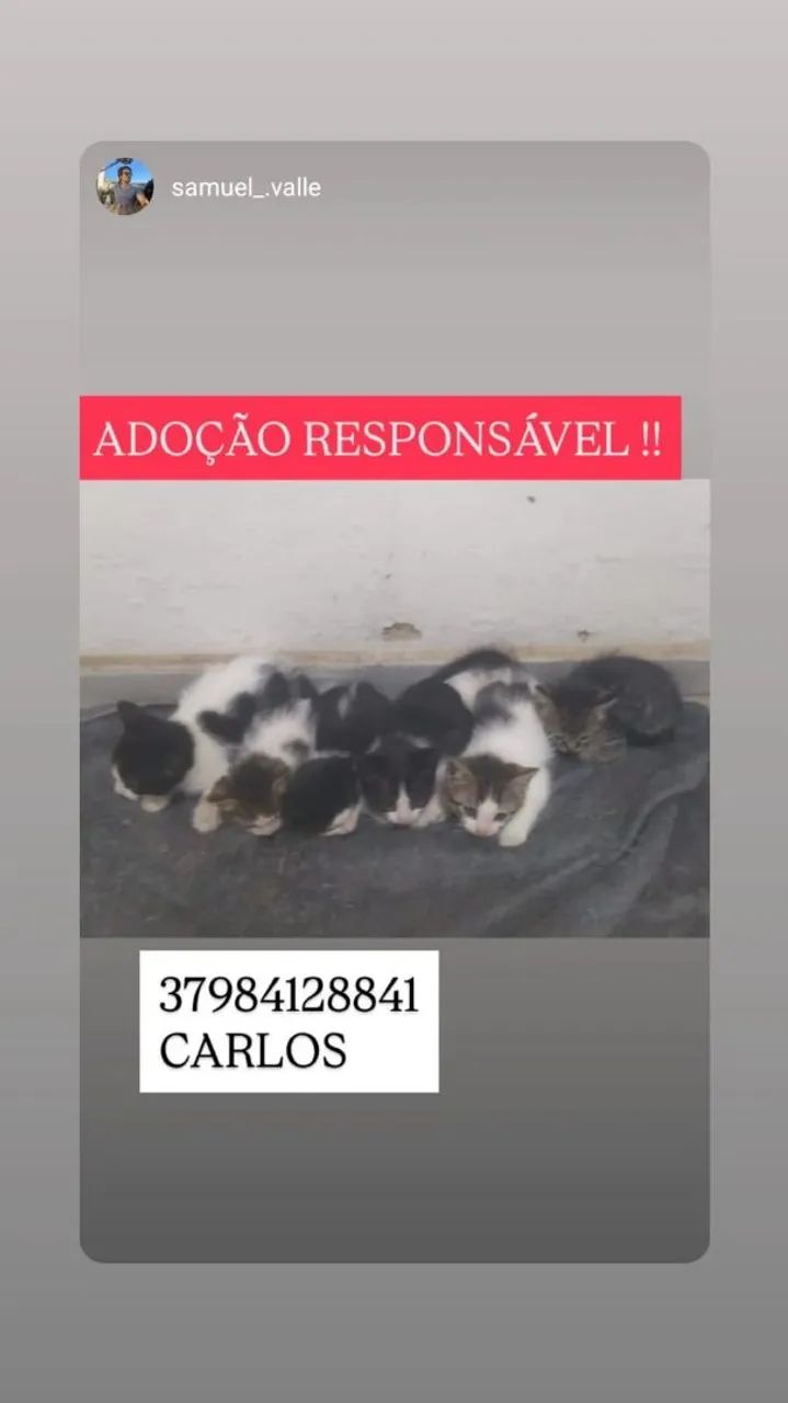 Doa filhotes 2 meses