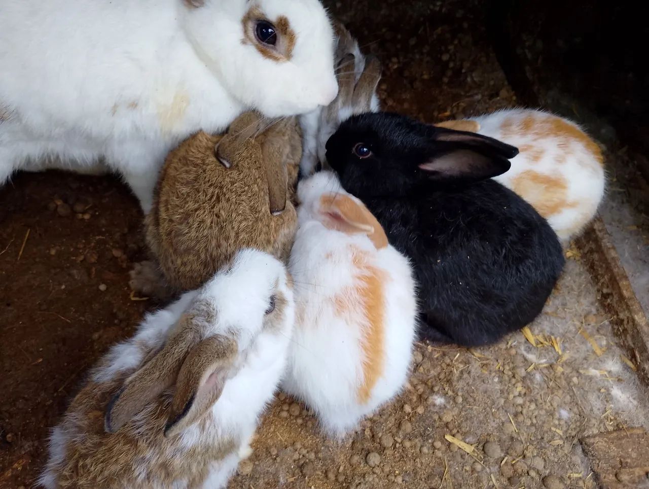 Coelhos  - Foto 3
