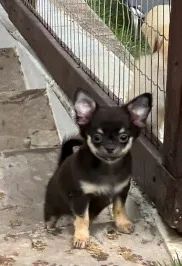 Chihuahua  - Foto 2