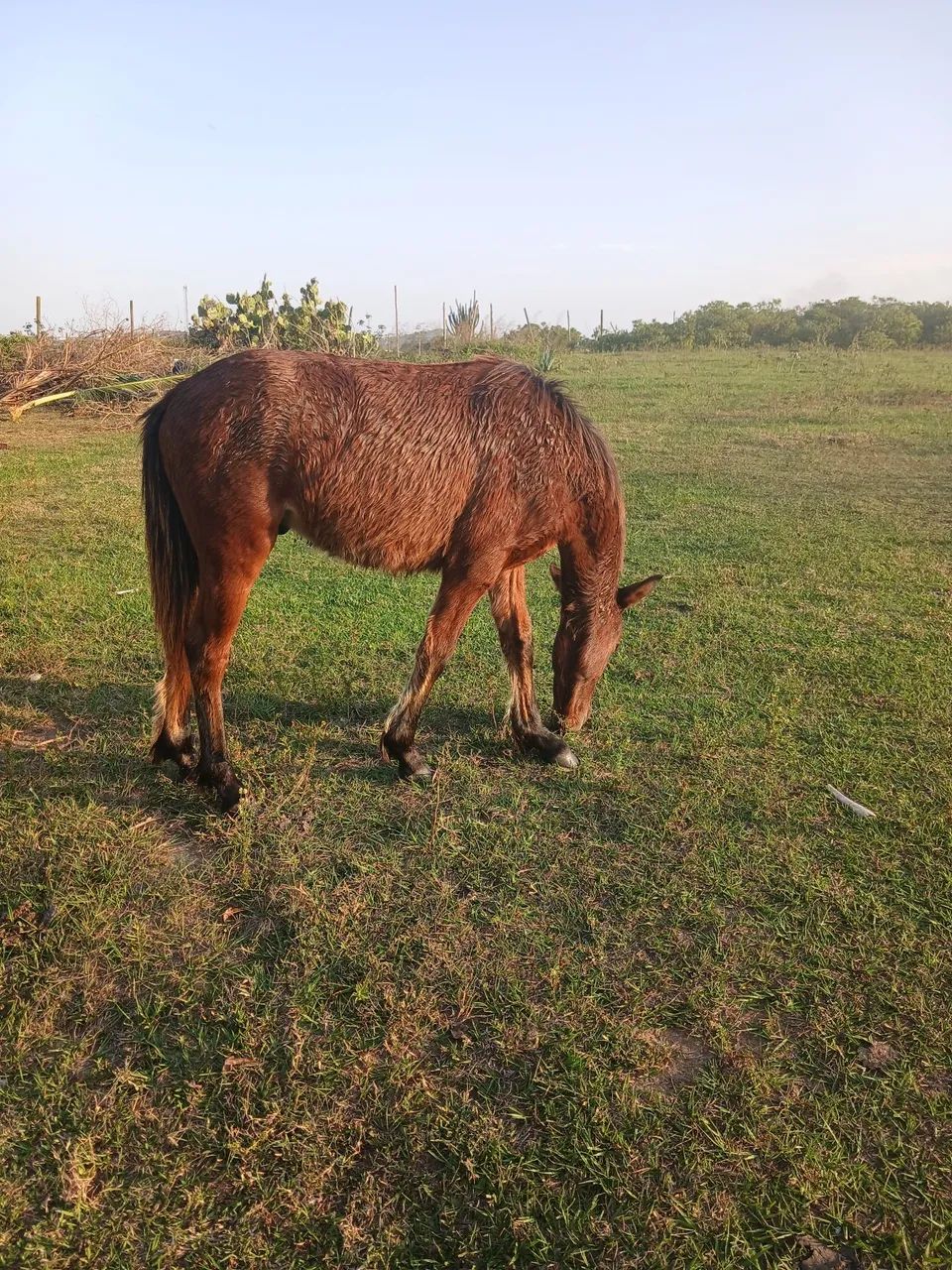 Potro macho - Foto 2