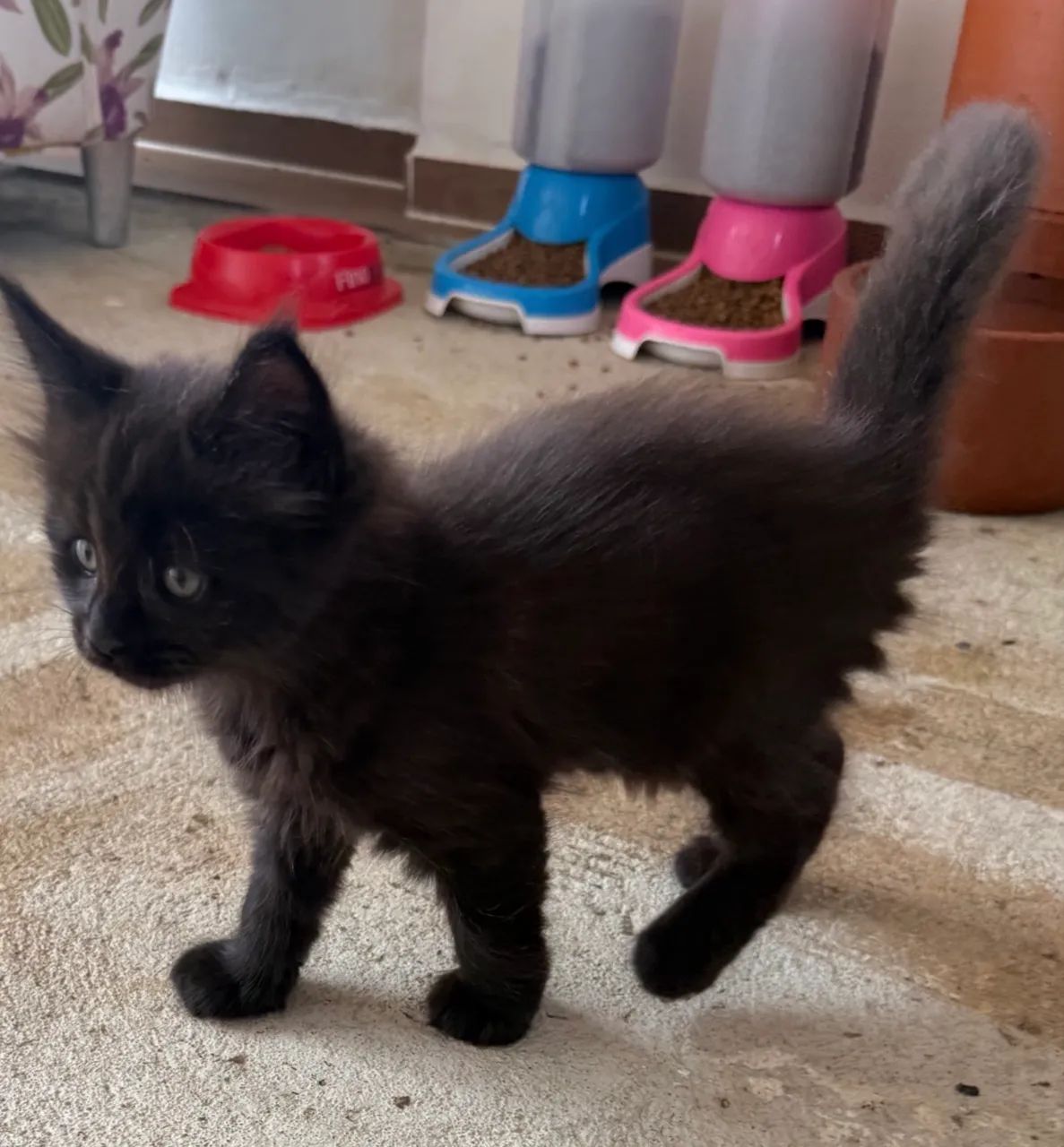Filhotes Maine Coon com Pedigree  - Foto 4