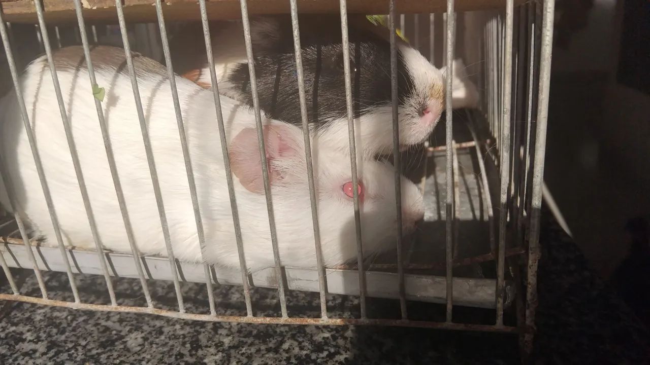 Porquinhos da Índia 