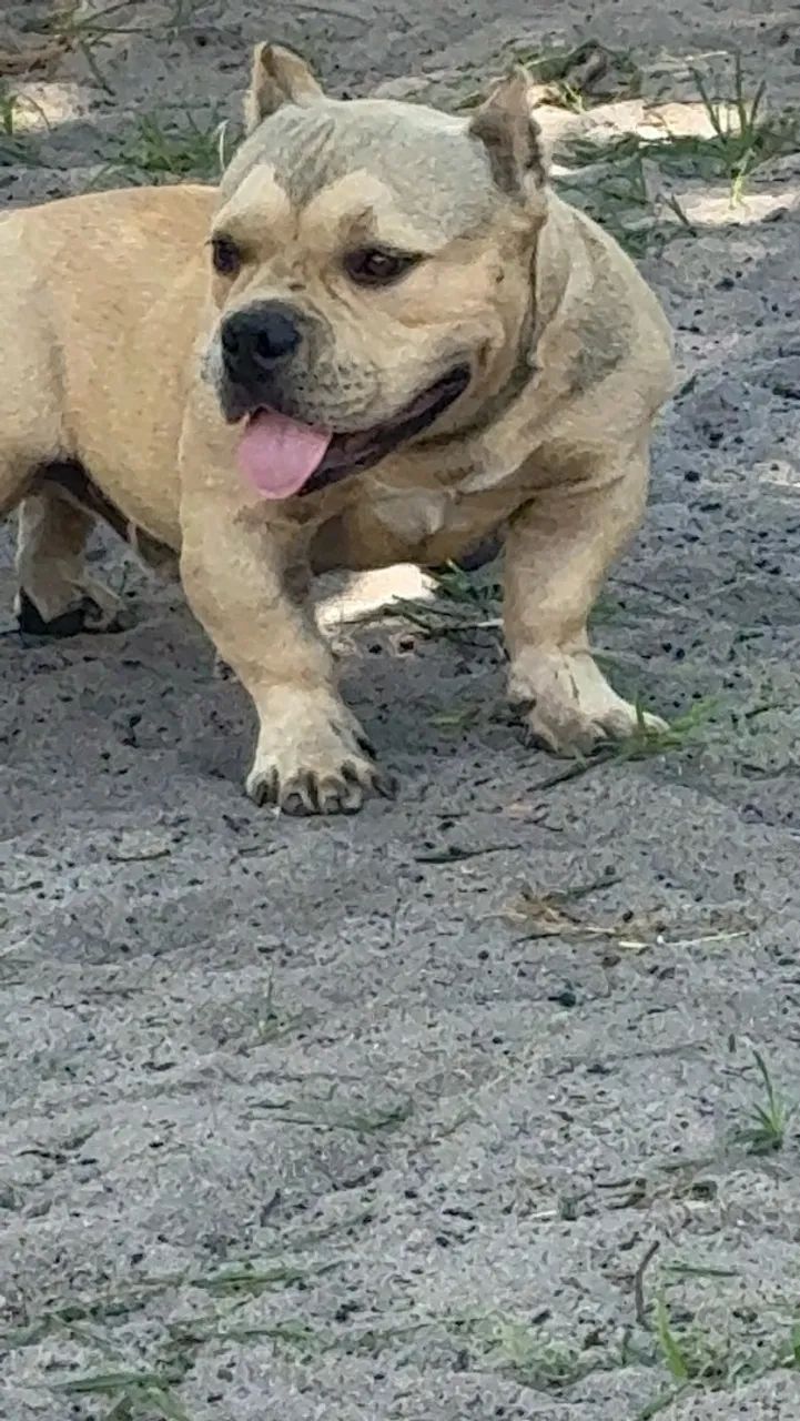 American Bully 