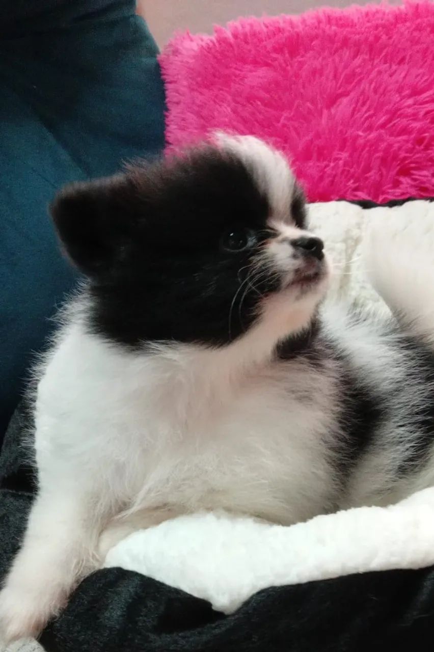 Spitz alemão 