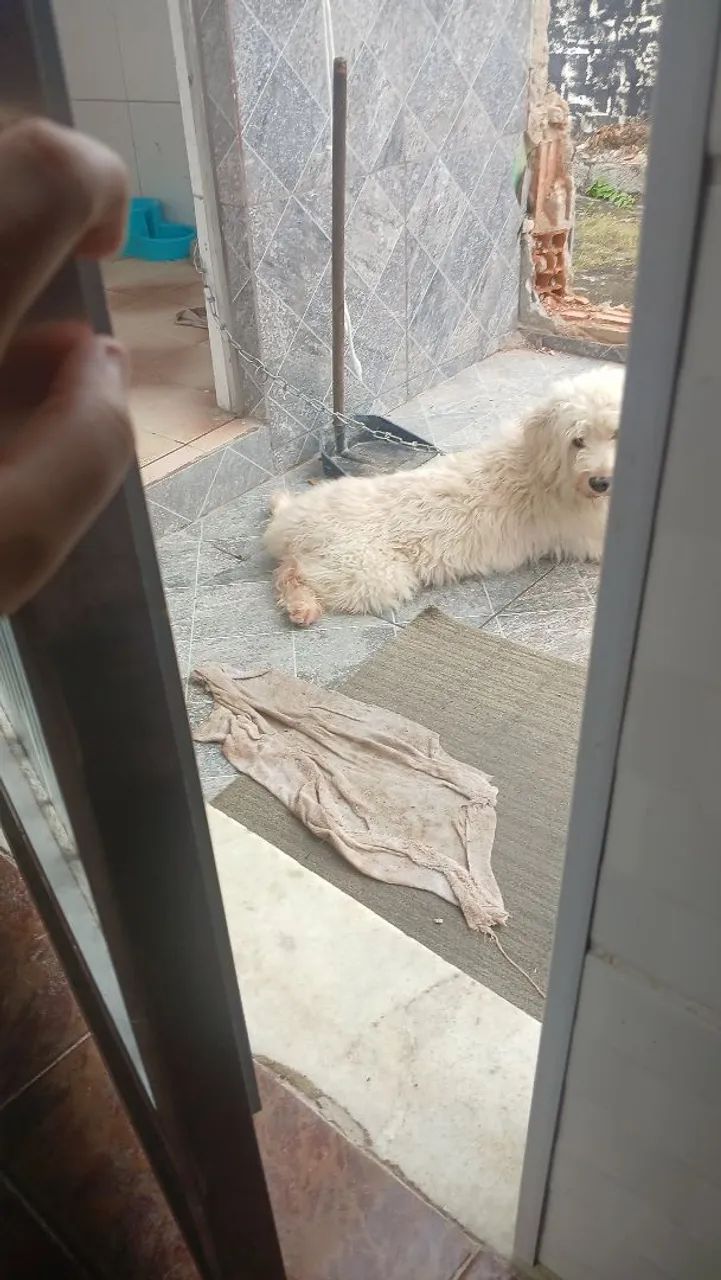 Doação de Poodle  - Foto 3