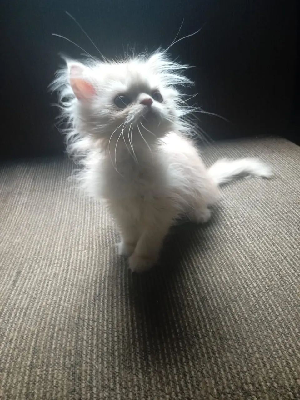 Linda filhote de gata persa femea pura.Parcelo.Entrego em Curitiba e região  - Foto 2