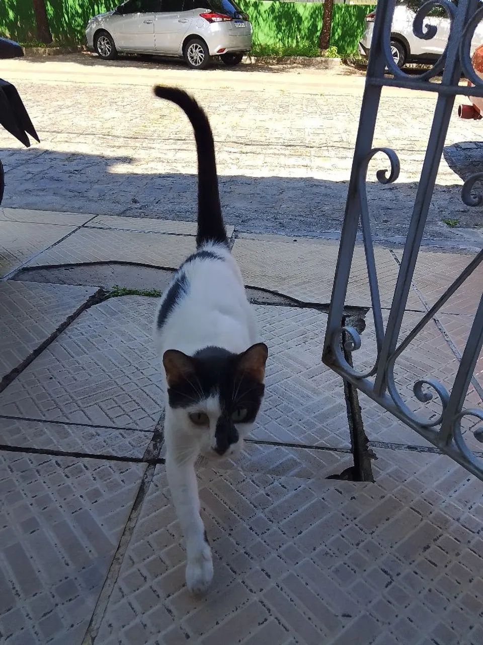 Gatinha muito dócil para adoção  - Foto 3