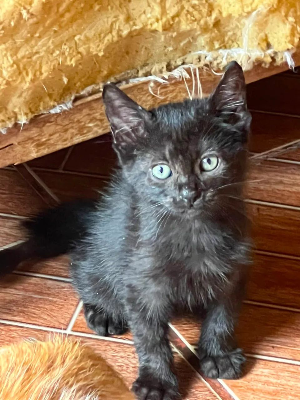 Doacao gatos