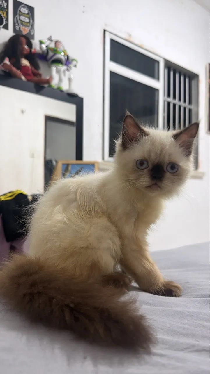 Persa himalaio