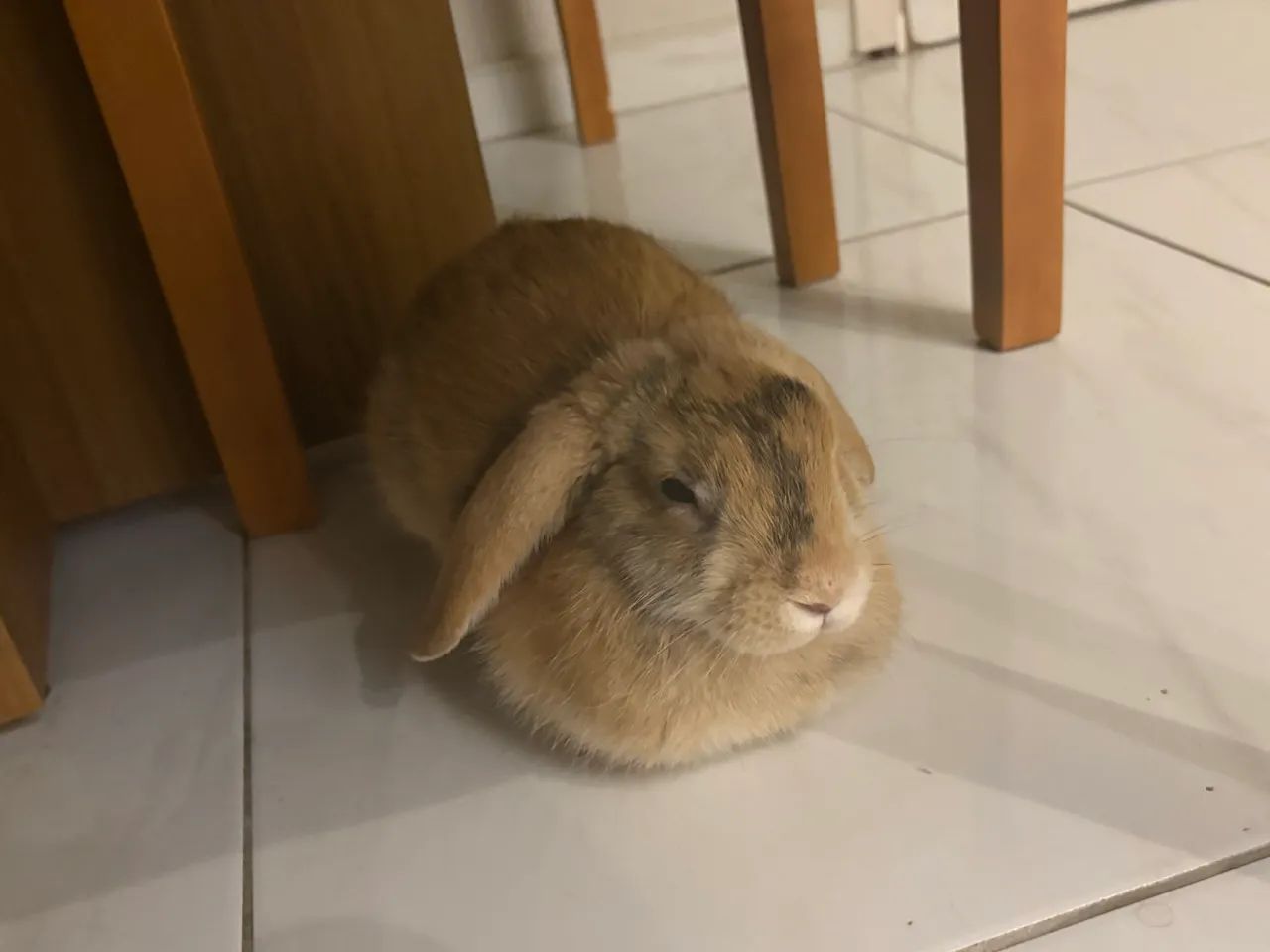 Coelha mini lopi - Foto 5