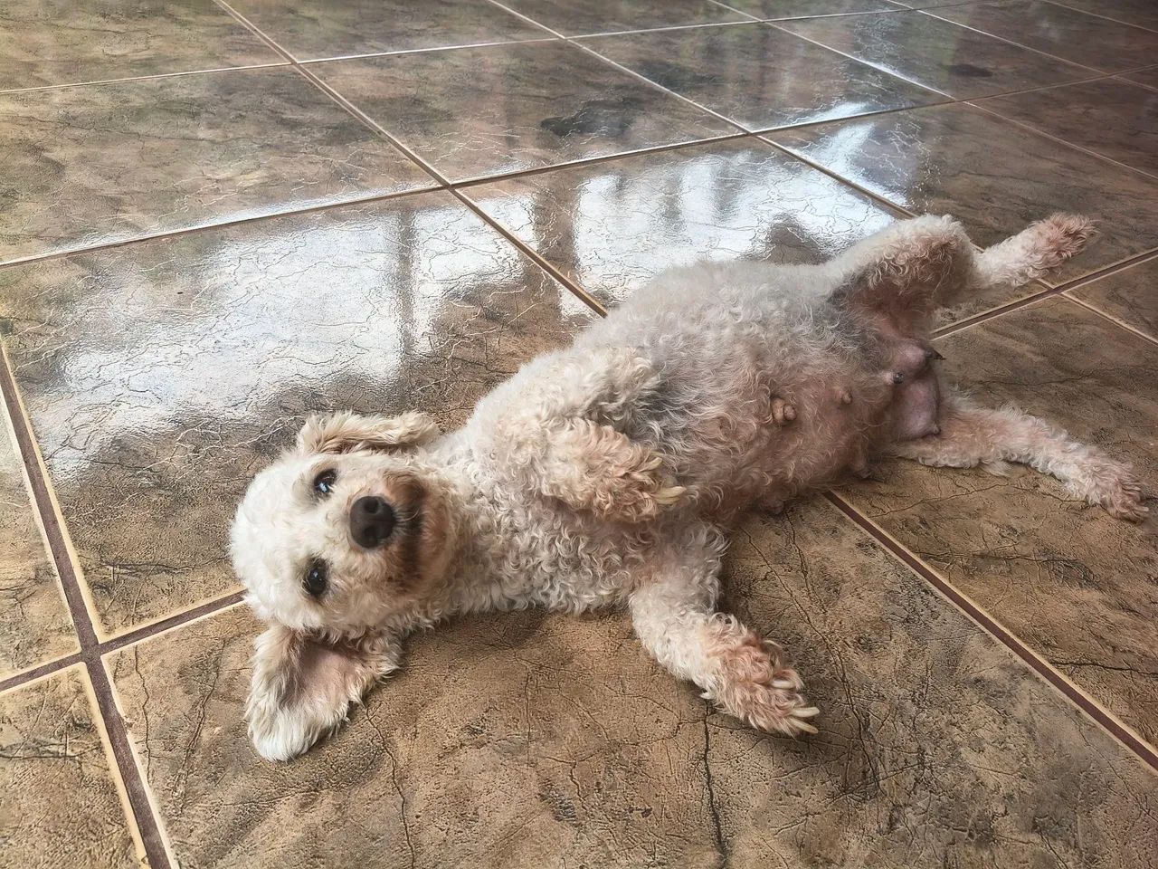 Poodle toy, N° 1 - Foto 5