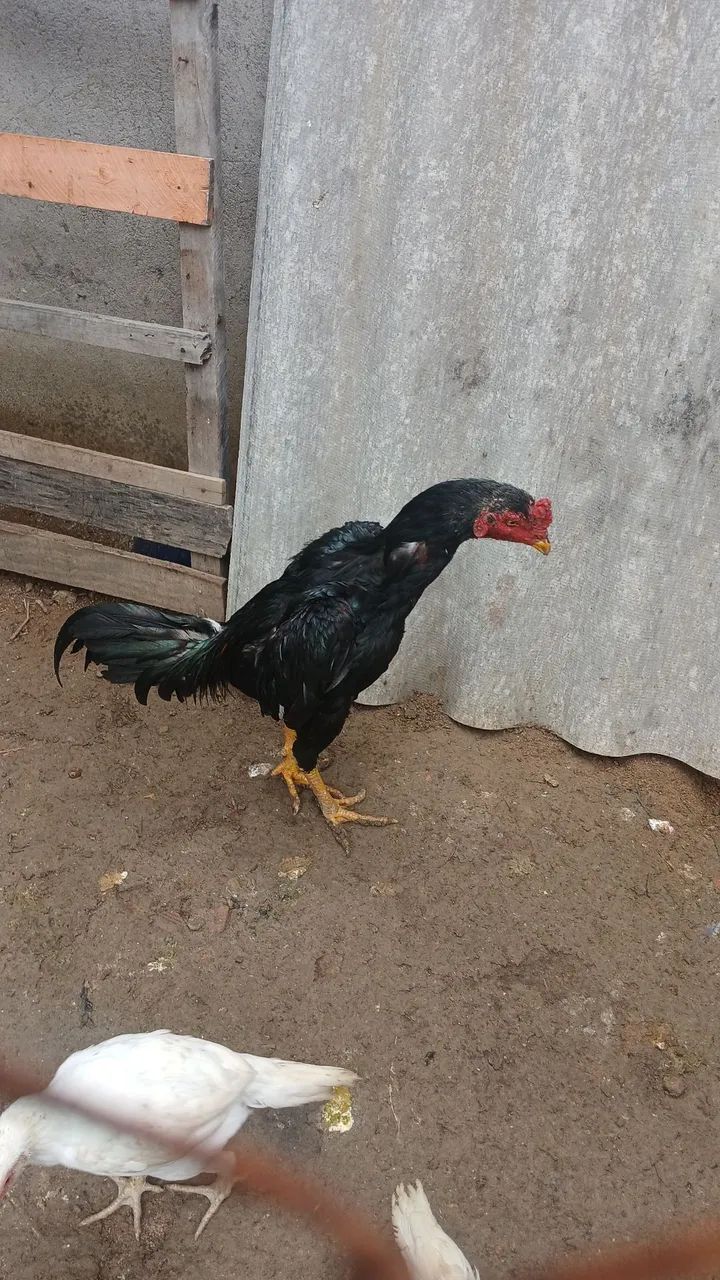 Veno frango top - Foto 4