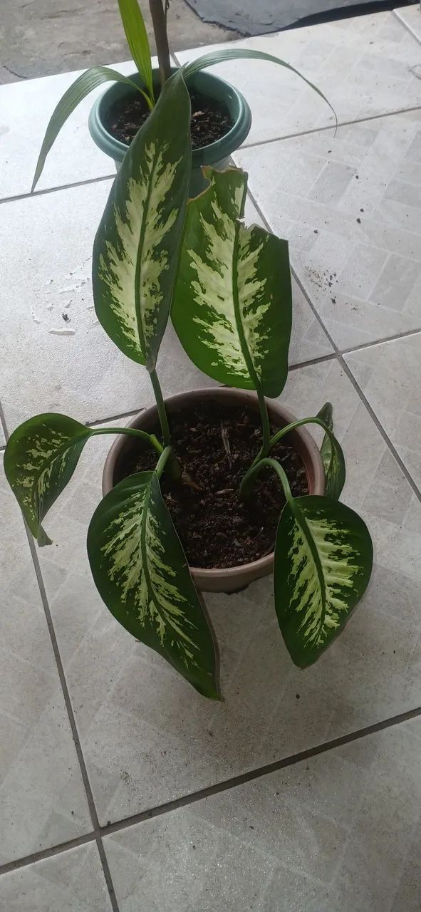Planta Comigo Ninguém Pode  - Foto 2