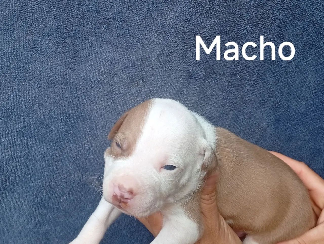 American bully Com Pitbull - Foto 3